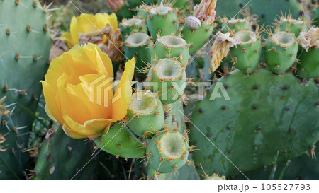 Blooming cactus with bright yellow flowers and sharp spines Blooming cactus with bright yellow flowers and sharp spines 105527793