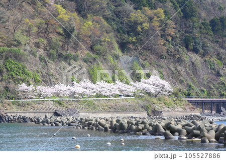 若狭　小川漁港　若狭小川　海釣り公園三方　福井県若狭町　常神三方線　若狭小川町　若狭湾　日本海　 105527886