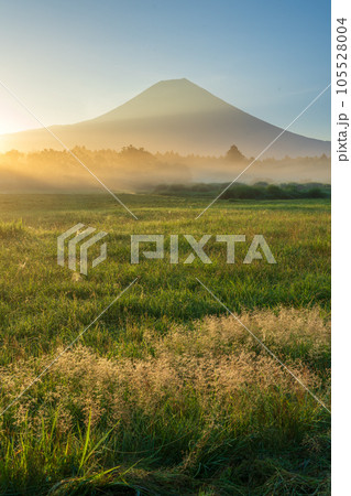 朝日に染まる草原と朝霧に立つ富士山 105528004