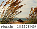 Serene Pampas Grass in the Wind, with Ocean in the Background 105528089