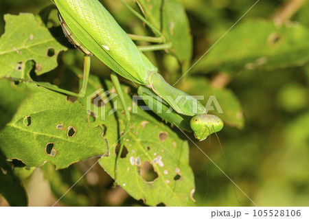 ハラビロカマキリ 105528106
