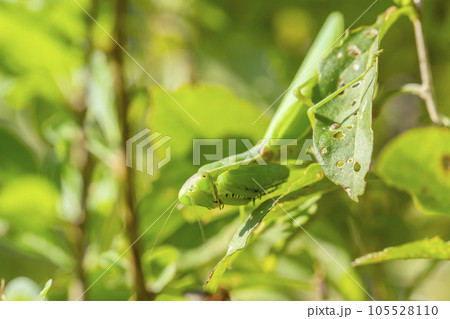 ハラビロカマキリ ハラビロカマキリ 105528110
