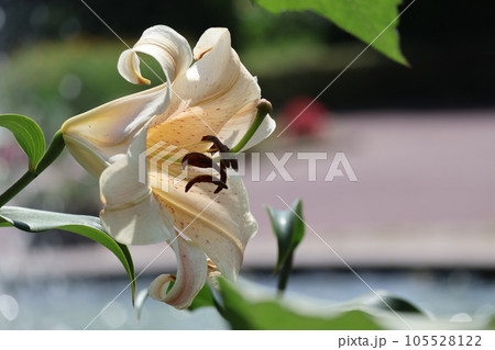 薄オレンジと白の花びらのゼルミーラというユリの花をアップで撮影した風景 105528122