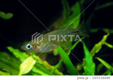 セレベスメダカ アクアリウム セレベスメダカ アクアリウム 105528896
