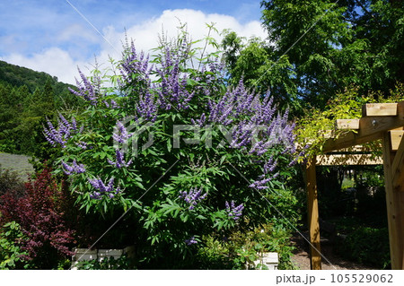 セイヨウニンジンボク:花が少なくなる7月から爽やかなスミレ色の花を咲かせる セイヨウニンジンボク:花が少なくなる7月から爽やかなスミレ色の花を咲かせる 105529062