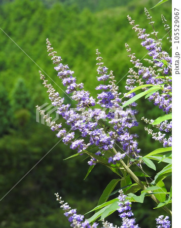 セイヨウニンジンボク:花が少なくなる7月から爽やかなスミレ色の花を咲かせる セイヨウニンジンボク:花が少なくなる7月から爽やかなスミレ色の花を咲かせる 105529067
