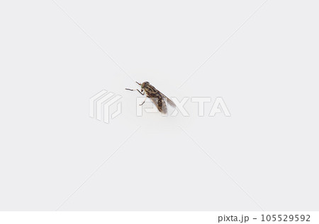 白いパネルにとまっているアブの背中 白いパネルにとまっているアブの背中 105529592