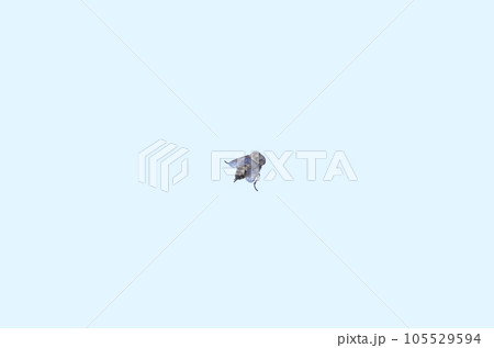 白いパネルにとまっているアブの後ろ姿 白いパネルにとまっているアブの後ろ姿 105529594