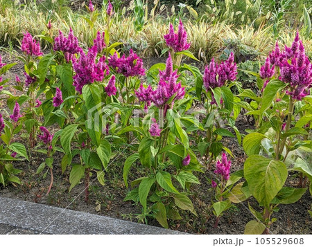 夏の庭に咲く濃いピンク色のノゲイトウ（鶏頭）の花 105529608