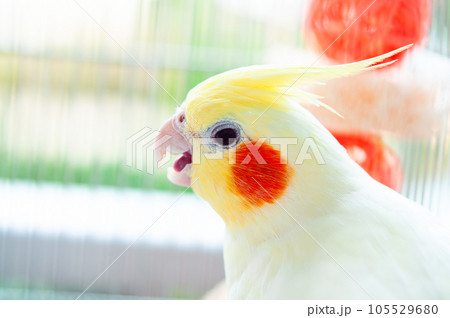 嘴を開いたオカメインコ 105529680