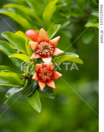 ザクロの花と蕾と葉 105529998