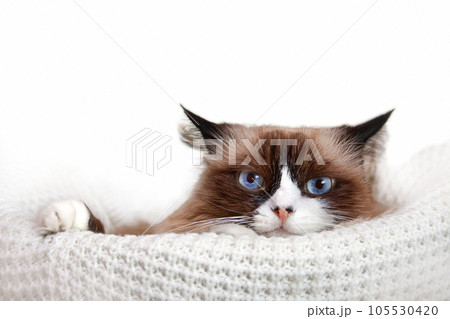 A blue-eyed Ragdoll cat lies in knitted basket. She looks into camera. Ears are flattened. White isolated background with place for text. Copy space A blue-eyed Ragdoll cat lies in knitted basket. She looks into camera. Ears are flattened. White isolated background with place for text. Copy space 105530420