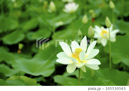 田園でみたハスの花 田園でみたハスの花 105530563