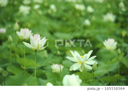 田園でみたハスの花 田園でみたハスの花 105530564