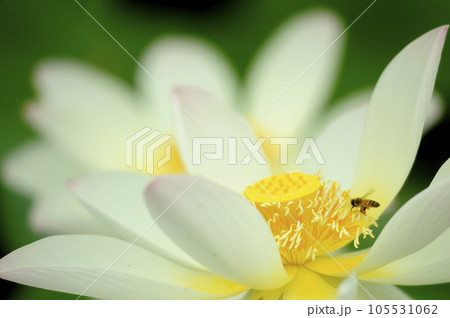 近所の蓮畑 105531062