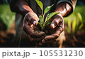 Farmer hand holding sprouts in the field. Concept of farming and planting 105531230