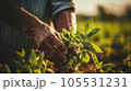 Farmer hands planting sprouts in the field. Concept of farming and planting 105531231