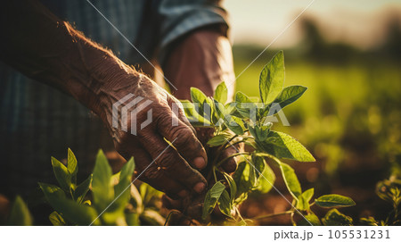 Farmer hands planting sprouts in the field. Concept of farming and planting 105531231