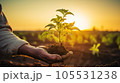 Farmer hand holding sprouts in the field. Concept of farming and planting 105531238