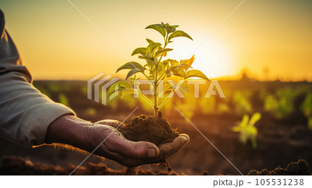 Farmer hand holding sprouts in the field. Concept of farming and planting Farmer hand holding sprouts in the field. Concept of farming and planting 105531238
