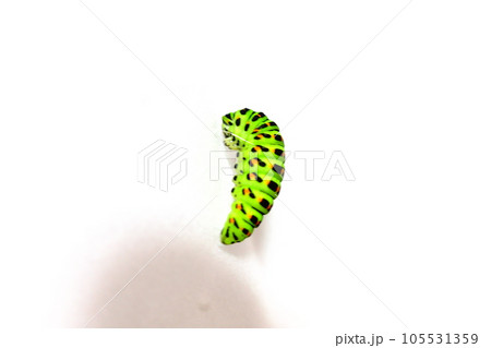 アゲハ蝶　アゲハチョウ　キアゲハ　蝶　チョウ　幼虫 105531359