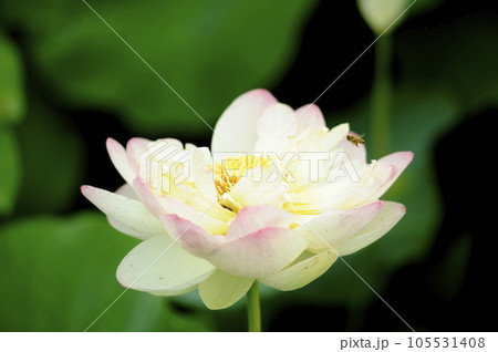 近所の蓮畑 105531408