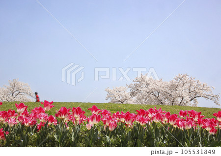 桜の丘を走る男の子とチューリップ満開の風景 105531849