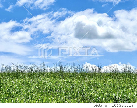 夏空と草地 夏空と草地 105531915