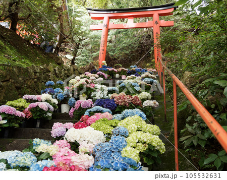 赤い鳥居とカラフルに並ぶ紫陽花 105532631