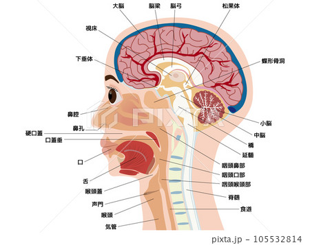 頭　脳　口　断面 105532814