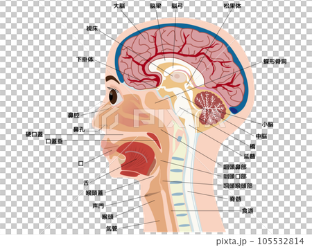 頭　脳　口　断面 105532814