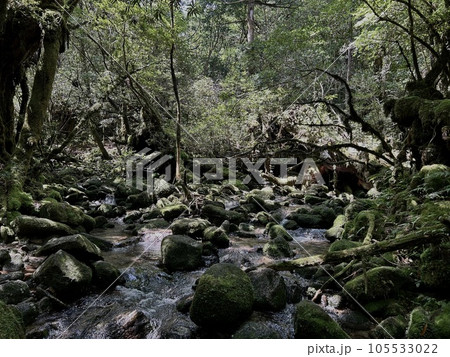 屋久島の森の中の川 屋久島の森の中の川 105533022
