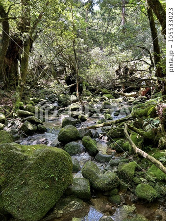 苔むす森の川 苔むす森の川 105533023