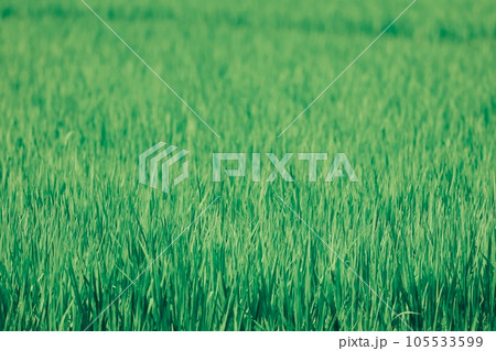 風に揺れる稲 105533599