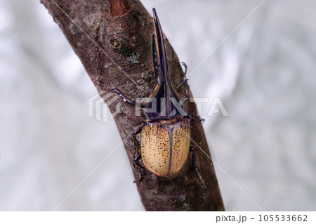 ヘラクレスオオカブト 105533662