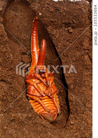 ヘラクレスオオカブトのさなぎの写真素材 [105533664] - PIXTA
