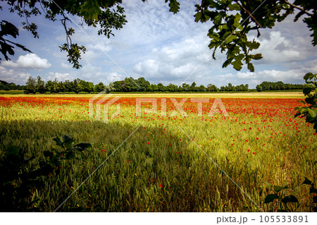 red poppies fields in Normandy, france red poppies fields in Normandy, france 105533891