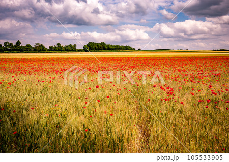 red poppies fields in Normandy, france 105533905