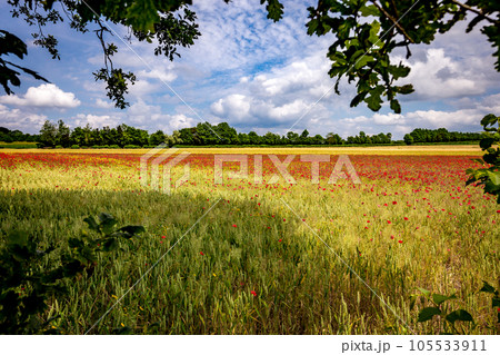 red poppies fields in Normandy, france 105533911
