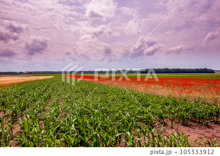 red poppies fields in Normandy, france red poppies fields in Normandy, france 105533912