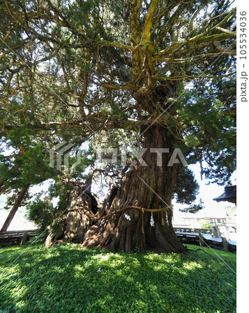 小豆島霊場54番宝生院のシンパク2023【香川県小豆郡土庄町上庄】5 小豆島霊場54番宝生院のシンパク2023【香川県小豆郡土庄町上庄】5 105534036