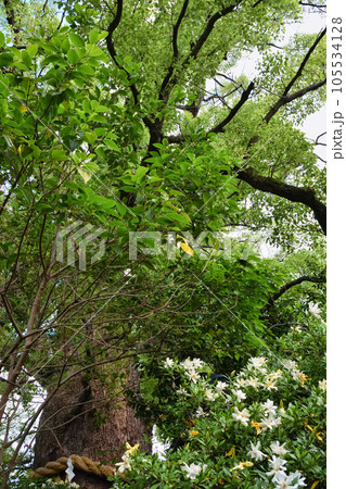 新熊野神社 影向の大樟(京都市東山区) 新熊野神社 影向の大樟(京都市東山区) 105534128