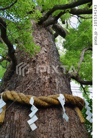 新熊野神社 影向の大樟(京都市東山区) 新熊野神社 影向の大樟(京都市東山区) 105534143