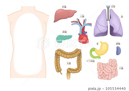 肺・心臓・気管・大腸・小腸・肝臓・胃・脾臓・膵臓のイラスト 肺・心臓・気管・大腸・小腸・肝臓・胃・脾臓・膵臓のイラスト 105534440