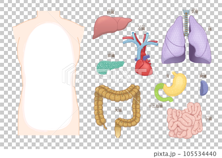 肺・心臓・気管・大腸・小腸・肝臓・胃・脾臓・膵臓のイラスト 肺・心臓・気管・大腸・小腸・肝臓・胃・脾臓・膵臓のイラスト 105534440
