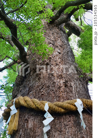 新熊野神社　影向の大樟（京都市東山区） 105534565