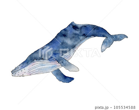 Watercolor blue whale. Hand drawn humpback cetaceans fish, Underwater animal line art illustration. Graphic for nursery, wall sticker, card, fabric Watercolor blue whale. Hand drawn humpback cetaceans fish, Underwater animal line art illustration. Graphic for nursery, wall sticker, card, fabric 105534588