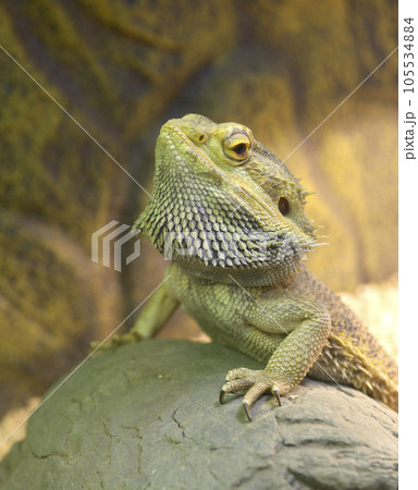 Lizard Central bearded dragon Pogona vitticeps sitting on a stone in a terrarium Lizard Central bearded dragon Pogona vitticeps sitting on a stone in a terrarium 105534884