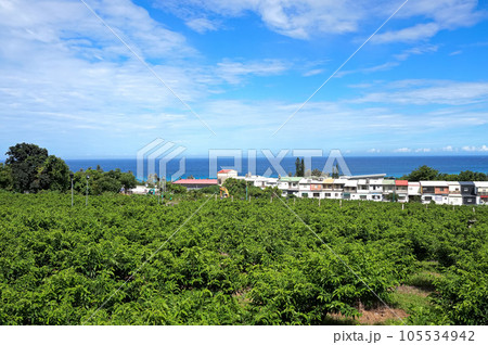 【台湾 台東県】太麻里の集落と果樹園 【台湾 台東県】太麻里の集落と果樹園 105534942