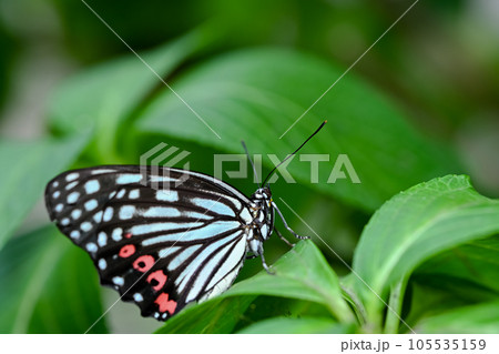 アカボシゴマダラ アカボシゴマダラ 105535159